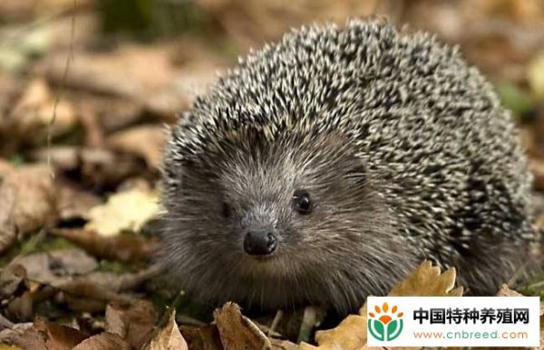 刺猬养殖的注意事项
