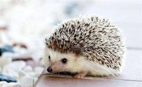 迷你刺猬怎么养