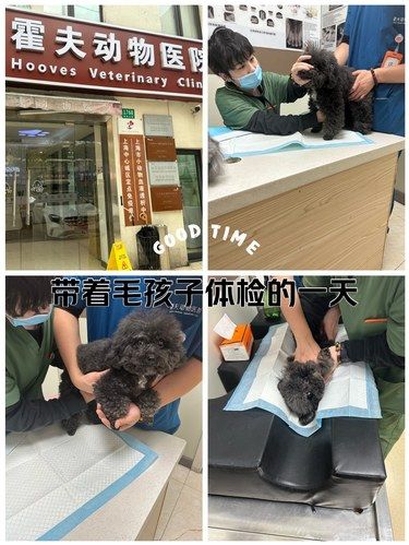 中山公园旁的暖心宠物体检之旅