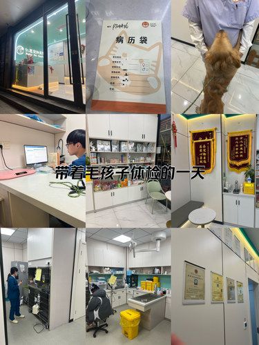 带着毛孩子体检的一天
