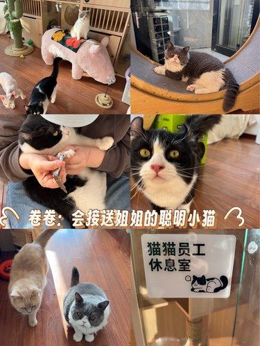 第二次来撸猫，被“卷卷”热情接送