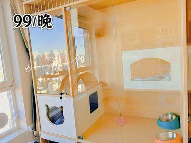 丰台方庄蒲黄榆猫咪寄养 长期可接