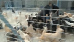 被射瞎了眼睛它都没敢叫，相比于失去眼睛，它更怕丢命……