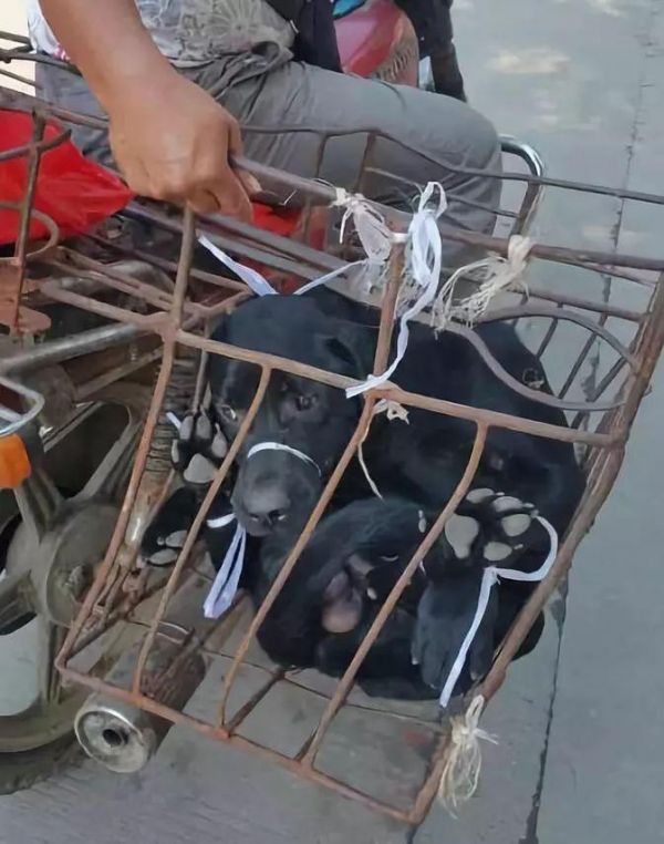 被射瞎了眼睛它都没敢叫，相比于失去眼睛，它更怕丢命……