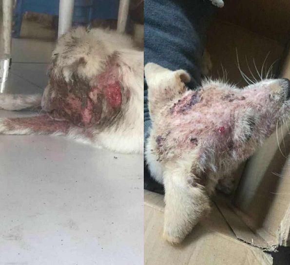 被射瞎了眼睛它都没敢叫，相比于失去眼睛，它更怕丢命……