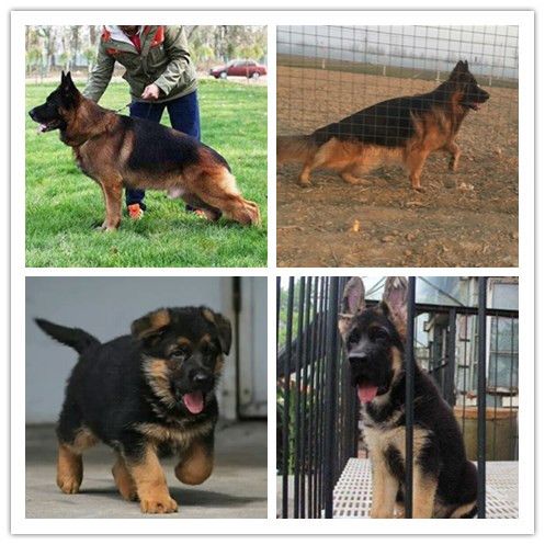 乐山马犬宠物市场