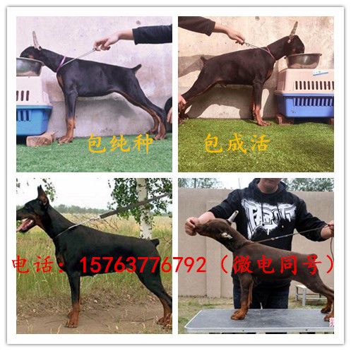 乐山马犬宠物市场