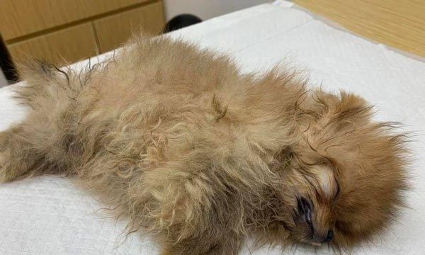 狗狗紧张狂拉怎么办（教你如何训练宠物狗）