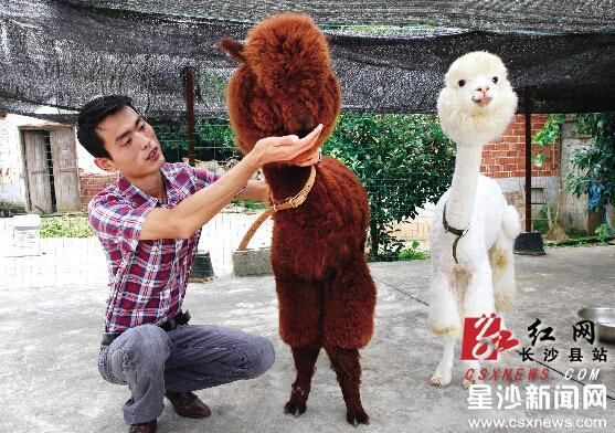 虽然每只羊驼的出场费是3500元/天，但不算其它费用，两只羊驼每月的饲养成本就要2000多元。 刘晓东 摄