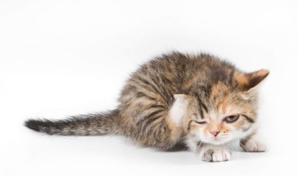 莱芜宠物医院猫咪做绝育多少钱
