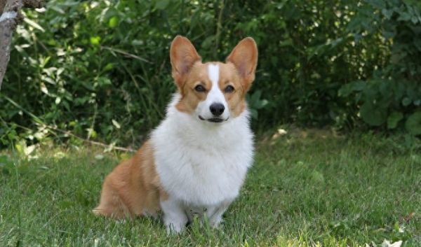 小型狗哪种狗智商最高，9种最聪明的小型犬