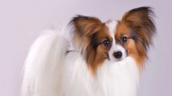 小型狗哪种狗智商最高，9种最聪明的小型犬