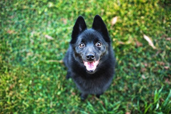 小型狗哪种狗智商最高，9种最聪明的小型犬