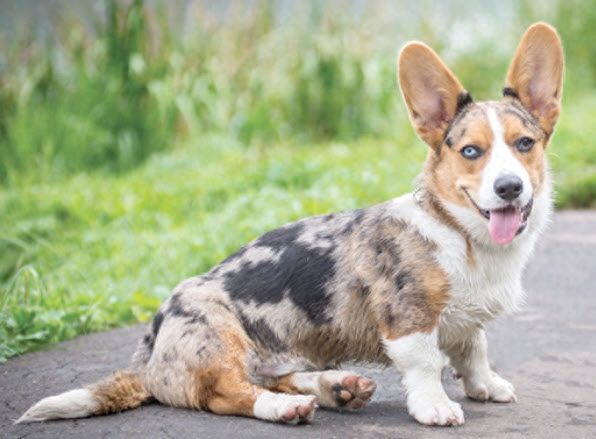 小型狗哪种狗智商最高，9种最聪明的小型犬