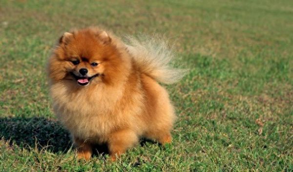 小型狗哪种狗智商最高，9种最聪明的小型犬