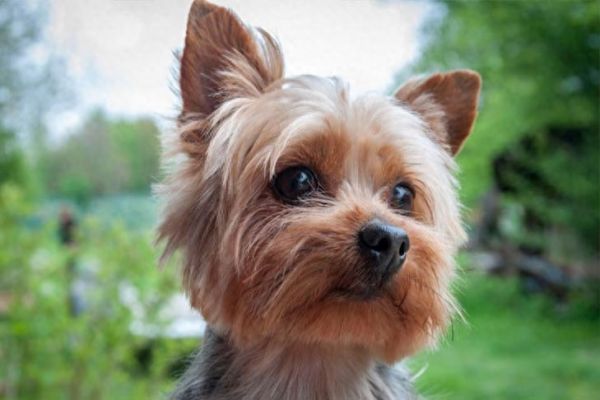 小型狗哪种狗智商最高，9种最聪明的小型犬