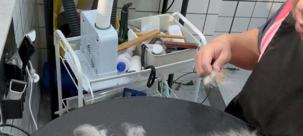 如何正确给宠物猫咪洗澡？（注意事项、步骤及常见问题解答。）