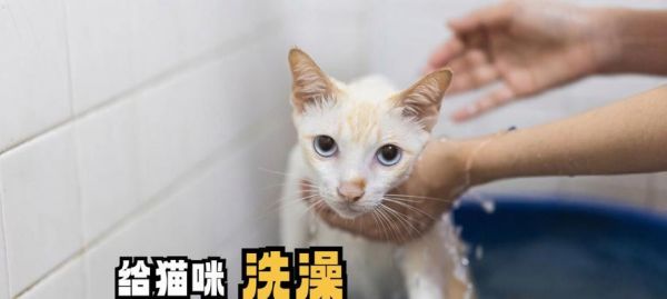 如何正确给宠物猫咪洗澡？（注意事项、步骤及常见问题解答。）