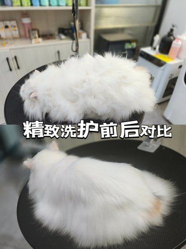 这家真绝了[爱心]