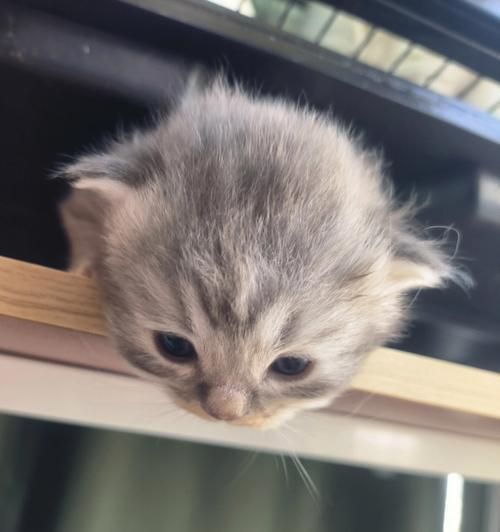 宠物小猫两天不拉屎该怎么办？（如何帮助小猫顺畅排便，防止便秘发生？）