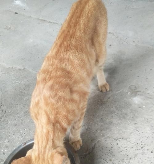 宠物小猫两天不拉屎该怎么办？（如何帮助小猫顺畅排便，防止便秘发生？）