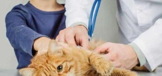 宠物小猫两天不拉屎该怎么办？（如何帮助小猫顺畅排便，防止便秘发生？）