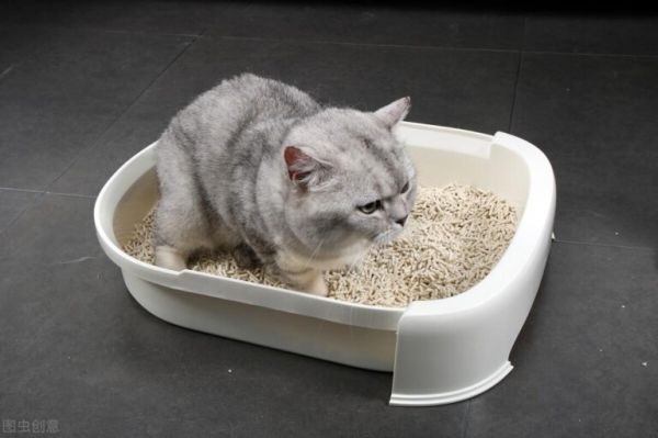 猫拉不出来屎咋办?导致猫咪便秘的原因