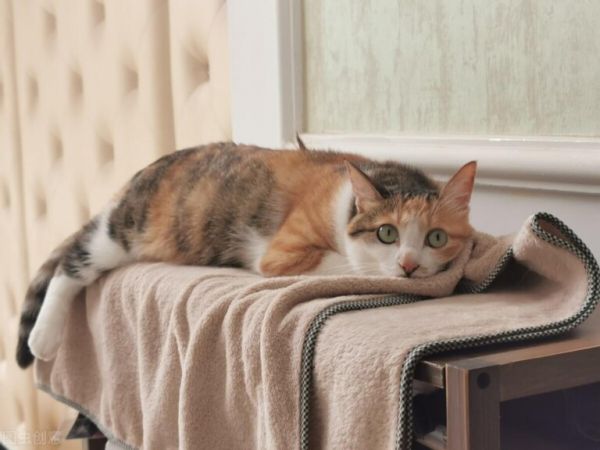 猫拉不出来屎咋办?导致猫咪便秘的原因