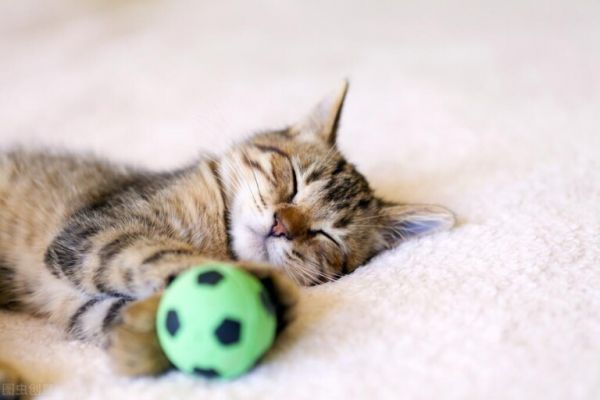 猫拉不出来屎咋办?导致猫咪便秘的原因