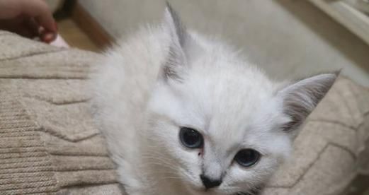 如何解决小猫尿多不拉屎的问题（宠物养护必看）