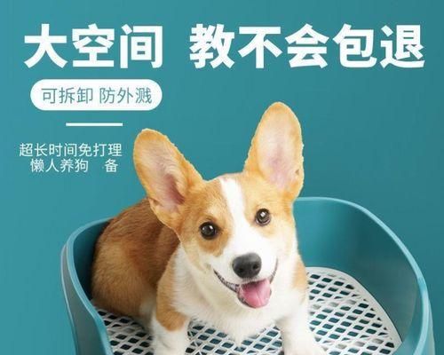 让宠物小狗顺利拉屎的有效方法（掌握正确的喂养习惯）