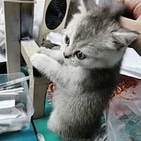 小猫咪