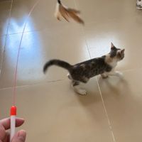 钢丝小鸟，猫舞足蹈