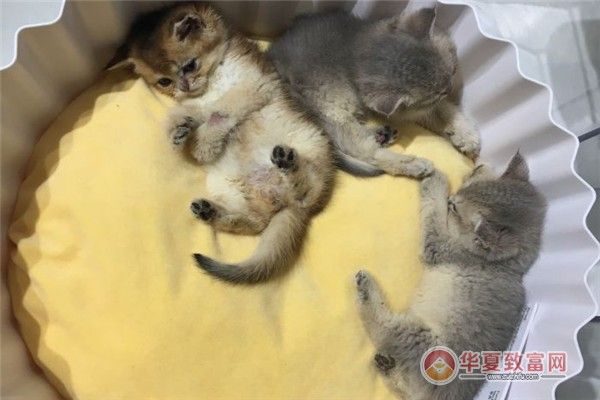 pidan宠物加盟