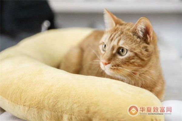 pidan宠物加盟