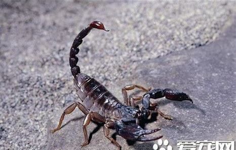 宠物蝎子怎么养殖