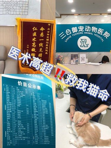 三合御宠动物医院妙手回春‼️救我猫命