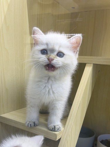 快来白麓猫舍选猫咪！