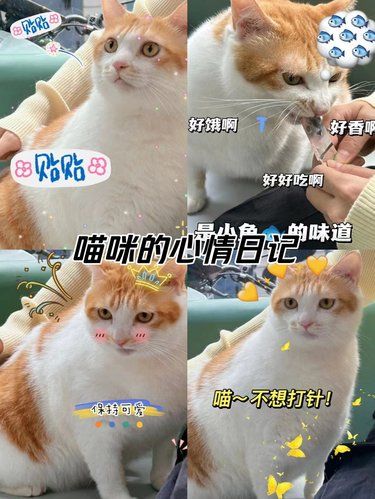 呜呜～终于被我发现了，金牛区的宝藏动物医院！