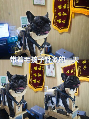 成都五块石最靠谱的宠物医院！