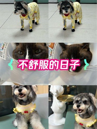 庆祝我家毛孩子在这家医院大病初愈