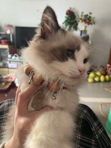 猫咪日常超治愈