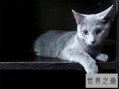 宠物猫价格最贵的几种，有你家的爱宠吗？