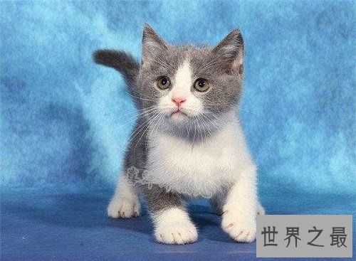 宠物猫价格最贵的几种，有你家的爱宠吗？