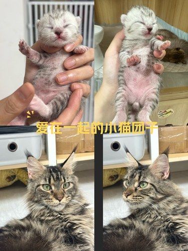 心事好跟不好都想撸猫