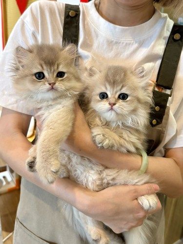 坐标珠海…实现了猫狗双全的日子…