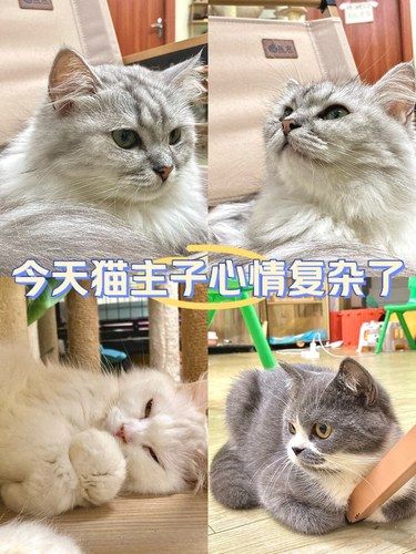 放松喵～心情也融化