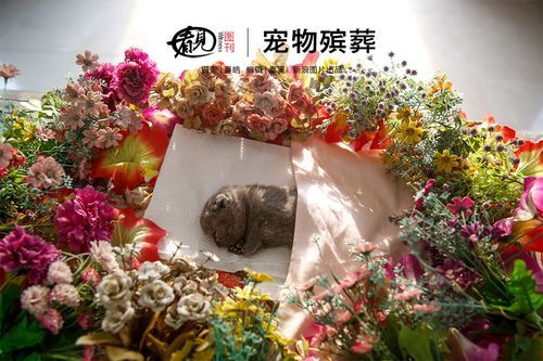 重庆市宠物火化服务中心,重庆正规宠物殡葬公司 border-radius=
