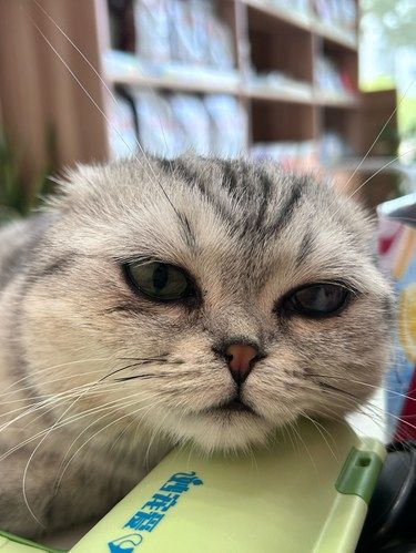 今天猫主子心情复杂了