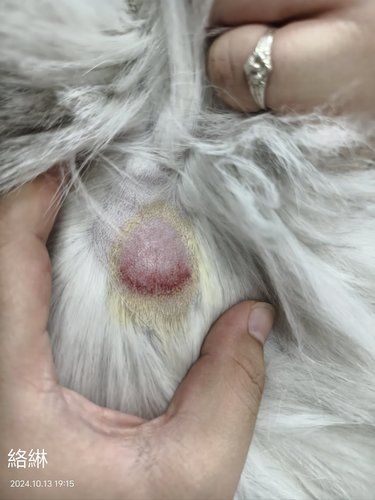梦缘宠物医院医术超棒